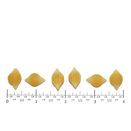 Costa Costa Shell Small, PK2 2SS